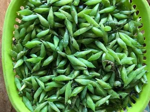 Cassia Tree Caterpillars: From Feared Insect to Expensive Regional Delicacy - image 6
