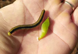 Cassia Tree Caterpillars: From Feared Insect to Expensive Regional Delicacy - image 4