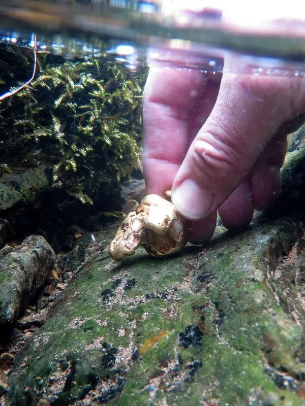 Lucky Diver Discovers Massive Gold Nugget Worth Millions Underwater