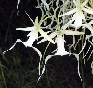 The World's Most Expensive Flower Worth Millions: A Rare and Mysterious Floral Treasure - image 0