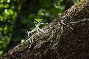 The World's Most Expensive Flower Worth Millions: A Rare and Mysterious Floral Treasure - image 7