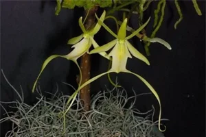The World's Most Expensive Flower Worth Millions: A Rare and Mysterious Floral Treasure - image 3