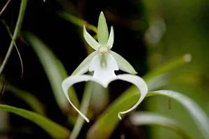The World's Most Expensive Flower Worth Millions: A Rare and Mysterious Floral Treasure - image 1