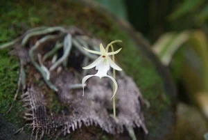 The World's Most Expensive Flower Worth Millions: A Rare and Mysterious Floral Treasure - image 5