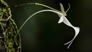 The World's Most Expensive Flower Worth Millions: A Rare and Mysterious Floral Treasure - image 6