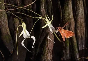 The World's Most Expensive Flower Worth Millions: A Rare and Mysterious Floral Treasure - image 2
