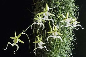 The World's Most Expensive Flower Worth Millions: A Rare and Mysterious Floral Treasure - image 4