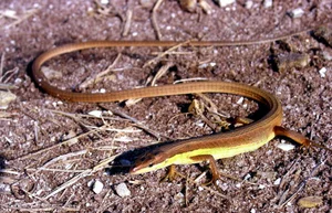 The Fascinating Six-Lined Grass Lizard: Discovering Vietnam’s Unique Four-Legged Snake - image 1