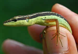 The Fascinating Six-Lined Grass Lizard: Discovering Vietnam’s Unique Four-Legged Snake - image 9