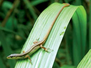The Fascinating Six-Lined Grass Lizard: Discovering Vietnam’s Unique Four-Legged Snake - image 8