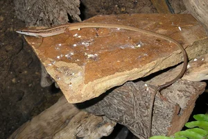 The Fascinating Six-Lined Grass Lizard: Discovering Vietnam’s Unique Four-Legged Snake - image 10