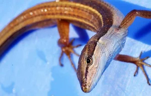 The Fascinating Six-Lined Grass Lizard: Discovering Vietnam’s Unique Four-Legged Snake - image 2