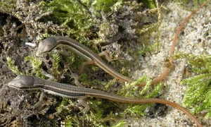 The Fascinating Six-Lined Grass Lizard: Discovering Vietnam’s Unique Four-Legged Snake - image 6
