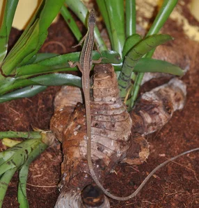 The Fascinating Six-Lined Grass Lizard: Discovering Vietnam’s Unique Four-Legged Snake - image 5