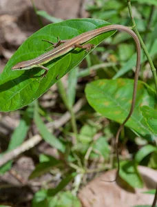 The Fascinating Six-Lined Grass Lizard: Discovering Vietnam’s Unique Four-Legged Snake - image 7