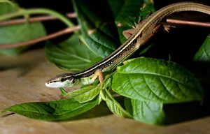 The Fascinating Six-Lined Grass Lizard: Discovering Vietnam’s Unique Four-Legged Snake - image 3