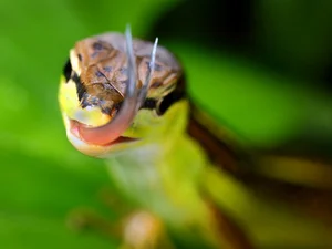 The Fascinating Six-Lined Grass Lizard: Discovering Vietnam’s Unique Four-Legged Snake - image 0