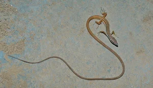 The Fascinating Six-Lined Grass Lizard: Discovering Vietnam’s Unique Four-Legged Snake - image 4