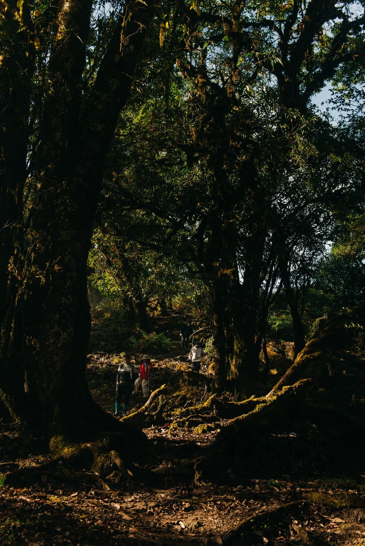 Conquer Sa Mu – U Bò Peak: A Breathtaking Trekking Journey Through Mossy Forests and Sea of Clouds in Son La, Vietnam