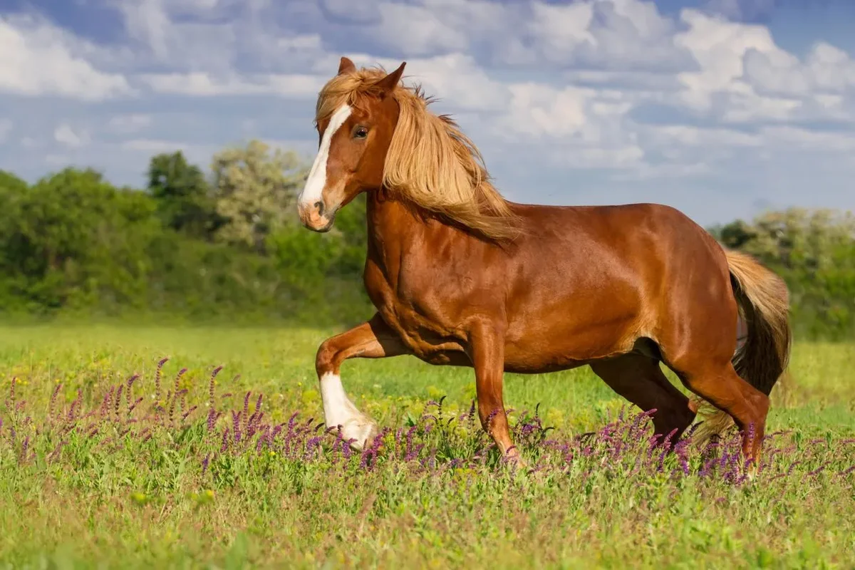 Why Do Horses Sleep Standing Up? Surprising Animal Behavior