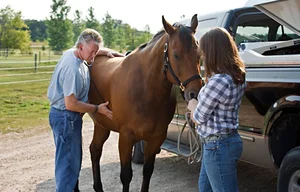 Why Do Horses Sleep Standing Up? Surprising Animal Behavior - image 2