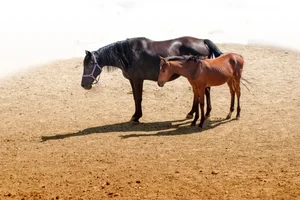 Why Do Horses Sleep Standing Up? Surprising Animal Behavior - image 3