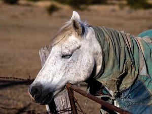 Why Do Horses Sleep Standing Up? Surprising Animal Behavior - image 1