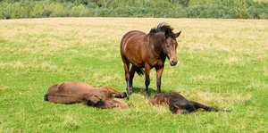 Why Do Horses Sleep Standing Up? Surprising Animal Behavior - image 4