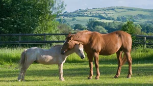 Why Do Horses Sleep Standing Up? Surprising Animal Behavior - image 6