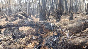 Devastating Aftermath of the 16-Hour Melaleuca Forest Fire in Ca Mau - image 4