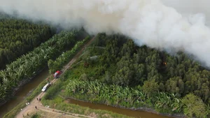 Devastating Aftermath of the 16-Hour Melaleuca Forest Fire in Ca Mau - image 6