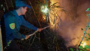 Devastating Aftermath of the 16-Hour Melaleuca Forest Fire in Ca Mau - image 5