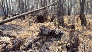 Devastating Aftermath of the 16-Hour Melaleuca Forest Fire in Ca Mau - image 10