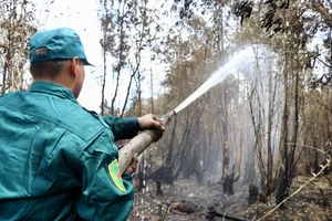 Devastating Aftermath of the 16-Hour Melaleuca Forest Fire in Ca Mau - image 2