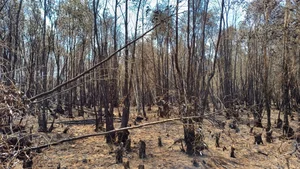 Devastating Aftermath of the 16-Hour Melaleuca Forest Fire in Ca Mau - image 3