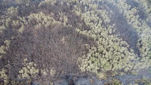 Devastating Aftermath of the 16-Hour Melaleuca Forest Fire in Ca Mau - image 0