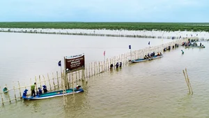 Vinamilk’s Net Zero Forest Initiative: Restoring 25 Hectares of Mangroves in Ca Mau - image 4