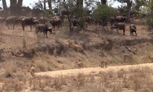 Incredible Wildlife Rescue: Buffalo Herd Saves Member From Lions - image 5