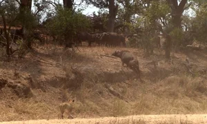Incredible Wildlife Rescue: Buffalo Herd Saves Member From Lions - image 6