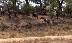 Incredible Wildlife Rescue: Buffalo Herd Saves Member From Lions - image 1