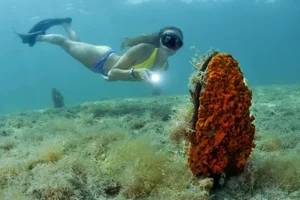 The Return of the Noble Pen Shell: Rare 'Sea Silk' Clam Reappears in Croatia - image 2