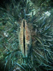 The Return of the Noble Pen Shell: Rare 'Sea Silk' Clam Reappears in Croatia - image 4