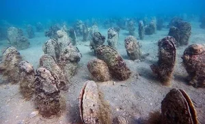 The Return of the Noble Pen Shell: Rare 'Sea Silk' Clam Reappears in Croatia - image 0