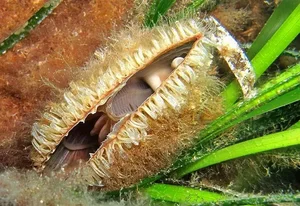 The Return of the Noble Pen Shell: Rare 'Sea Silk' Clam Reappears in Croatia - image 8