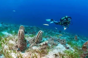 The Return of the Noble Pen Shell: Rare 'Sea Silk' Clam Reappears in Croatia - image 3
