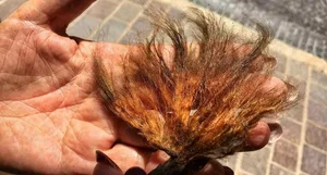 The Return of the Noble Pen Shell: Rare 'Sea Silk' Clam Reappears in Croatia - image 5