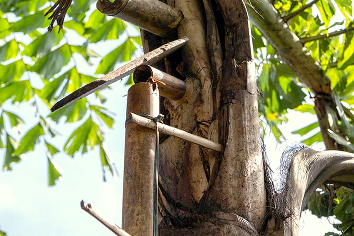 The Secret of the Doac Tree: Discovering Vietnam’s Natural Forest Wine