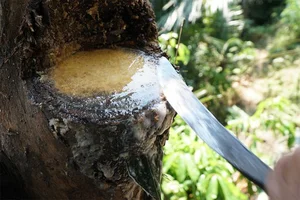 The Secret of the Doac Tree: Discovering Vietnam’s Natural Forest Wine - image 4