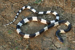 The Most Venomous Snake in Vietnam: Why Peron's Sea Snake Outranks the King Cobra - image 1