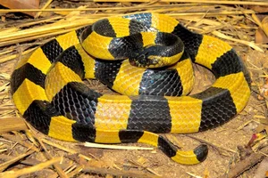 The Most Venomous Snake in Vietnam: Why Peron's Sea Snake Outranks the King Cobra - image 0